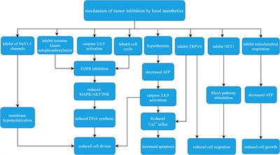 Mechanisms of Cancer Inhibition by Local Anesthetics